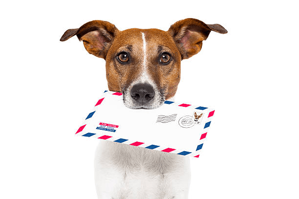 Dog Image