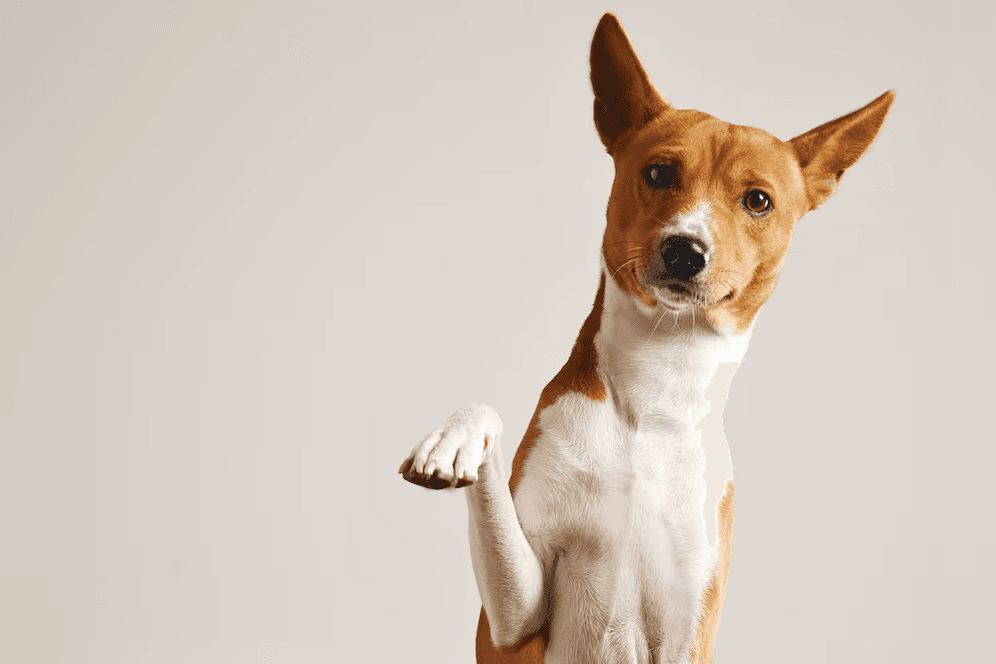 About us - a friendly dog waving