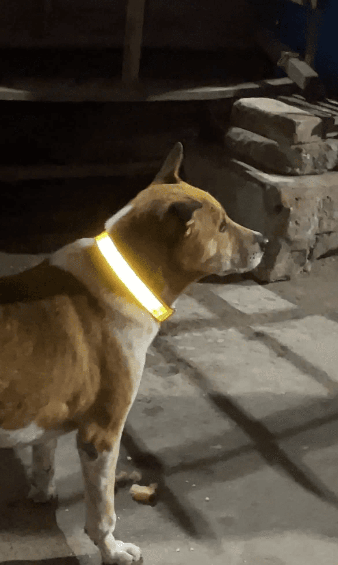 Street Dog Safety & Collar Drive